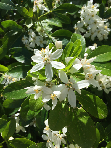 Choisya ternata (Mexican Orange Blossom) (alternate view 2)