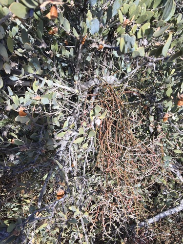 Phoradendron californicum (Mesquite Mistletoe) (alternate view 4)