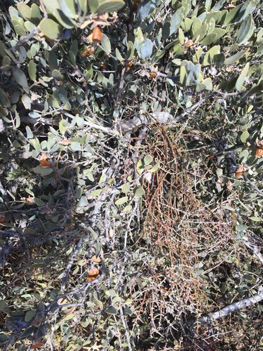 Phoradendron californicum (Mesquite Mistletoe) (alternate view 5)