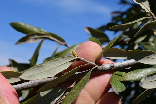 Quercus fusiformis (Texas live oak) (alternate view 9)