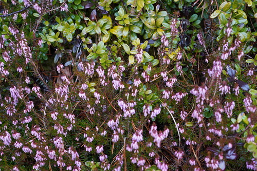 Erica carnea (Heath)