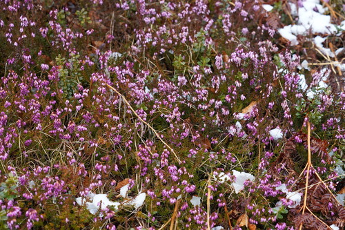 Erica carnea (Heath) (alternate view 2)