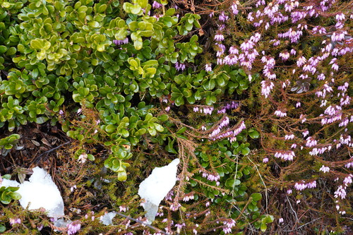 Erica carnea (Heath) (alternate view 3)