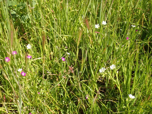 Calandrinia menziesii (redmaids) (alternate view 2)