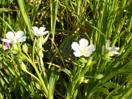 Calandrinia menziesii (redmaids) (alternate view 3)
