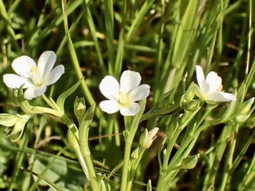 Calandrinia menziesii (redmaids) (alternate view 4)