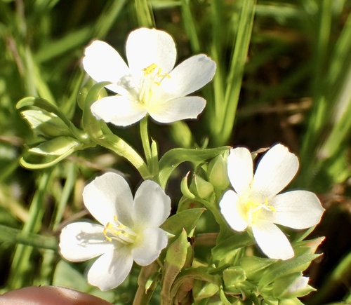 Calandrinia menziesii (redmaids) (alternate view 5)