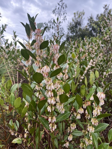 Lyonia lucida (fetterbush lyonia)