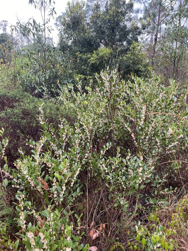 Lyonia lucida (fetterbush lyonia) (alternate view 2)
