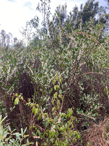 Lyonia lucida (fetterbush lyonia) (alternate view 3)