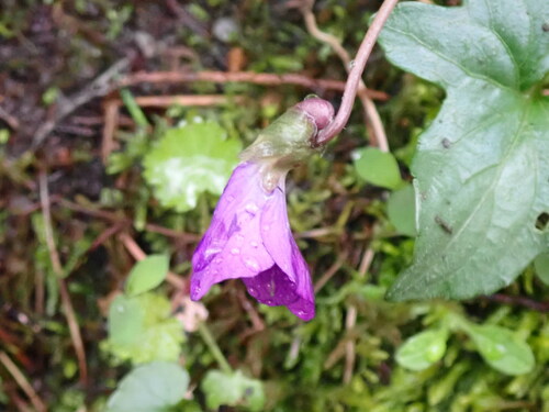 Viola palmata (three-lobed violet) (alternate view 3)