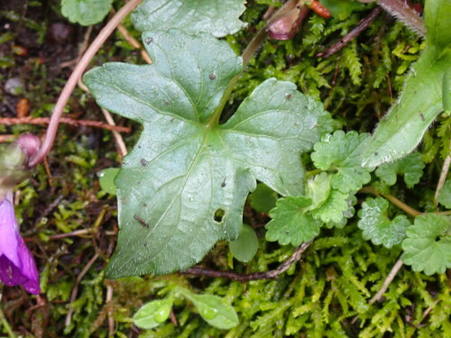 Viola palmata (three-lobed violet) (alternate view 4)