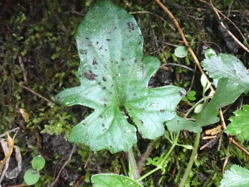Viola palmata (three-lobed violet) (alternate view 5)