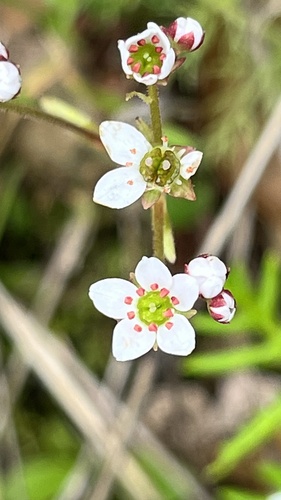 Micranthes californica (California Saxifrage) (alternate view 2)