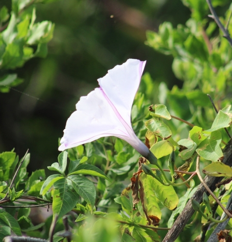 Ipomoea cairica (Mile-a-minute vine)