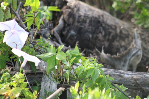 Ipomoea cairica (Mile-a-minute vine)