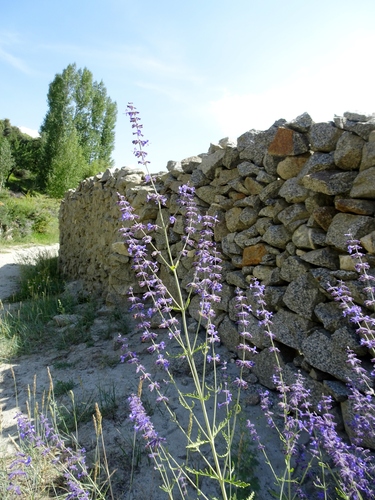 Salvia yangii (Russian Sage) (alternate view 4)