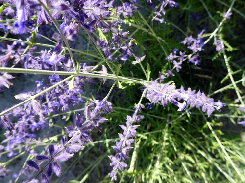 Salvia yangii (Russian Sage) (alternate view 5)