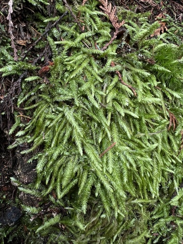 Plagiothecium undulatum (Waved Silk-moss)