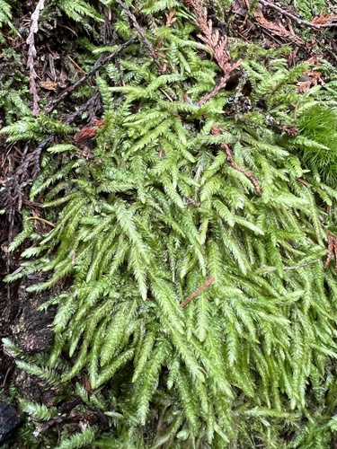 Plagiothecium undulatum (Waved Silk-moss)