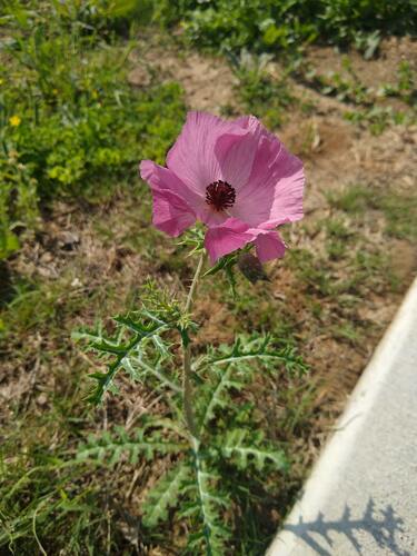 Argemone (prickly poppies) (alternate view 4)