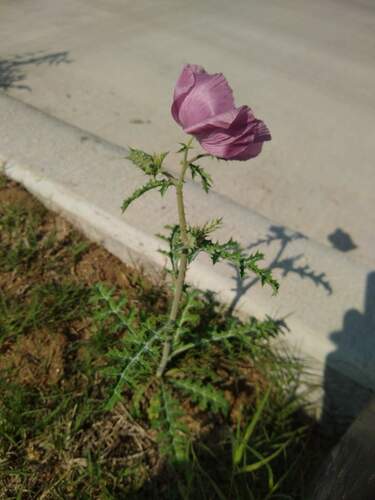 Argemone (prickly poppies) (alternate view 5)