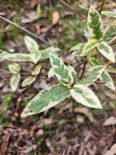 Solanum stelligerum (devil's needles) (alternate view 5)