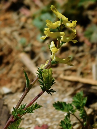 Corydalis flavula (Yellow Corydalis)