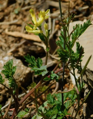 Corydalis flavula (Yellow Corydalis) (alternate view 2)