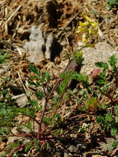 Corydalis flavula (Yellow Corydalis) (alternate view 3)
