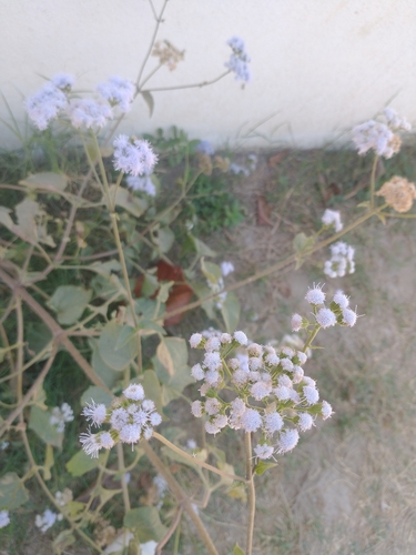 Ageratum houstonianum (Flossflower)