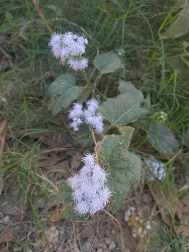 Ageratum houstonianum (Flossflower) (alternate view 2)