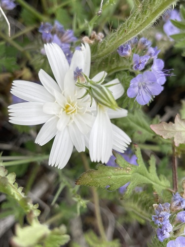 Rafinesquia neomexicana (Desert Chicory)