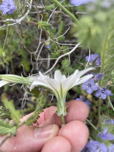 Rafinesquia neomexicana (Desert Chicory) (alternate view 2)