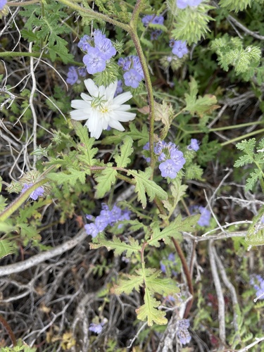 Rafinesquia neomexicana (Desert Chicory) (alternate view 3)