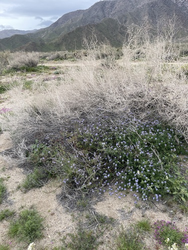 Rafinesquia neomexicana (Desert Chicory) (alternate view 4)