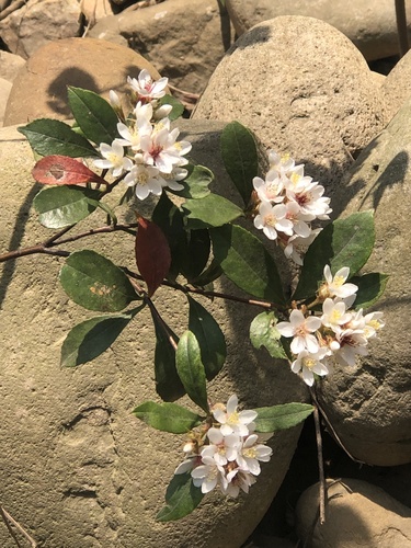 Rhaphiolepis indica (Indian Hawthorn) (alternate view 2)