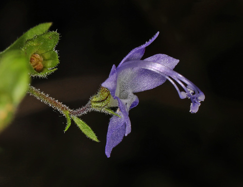Trichostema dichotomum (Blue Curls) (alternate view 2)
