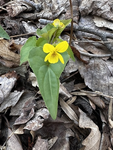 Viola hastata (Halberd-leaved violet) (alternate view 7)