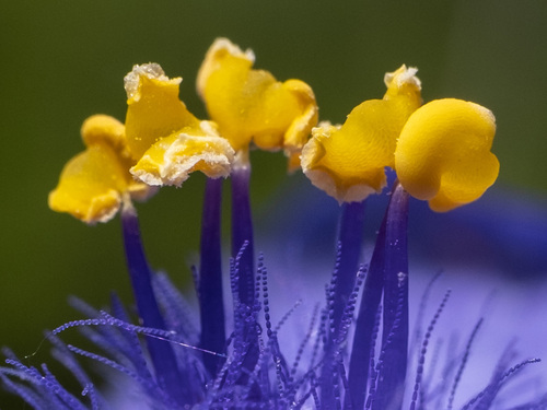 Tradescantia ohiensis (Ohio spiderwort)
