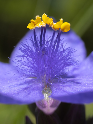 Tradescantia ohiensis (Ohio spiderwort)