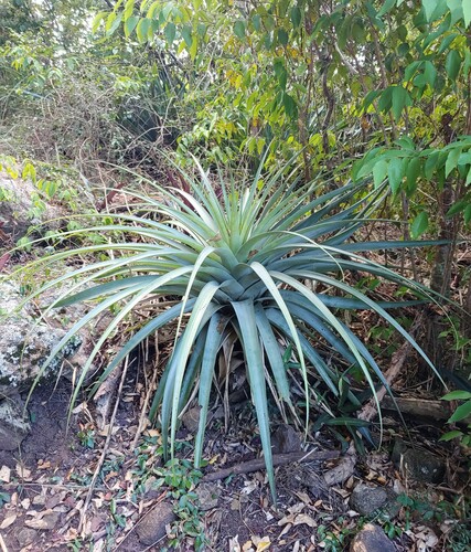 Tillandsia utriculata (giant airplant) (alternate view 7)