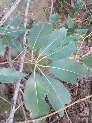 Lophostemon confertus (Brush Box) (alternate view 6)