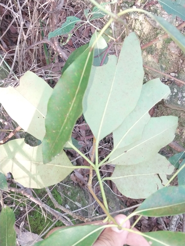 Lophostemon confertus (Brush Box) (alternate view 7)