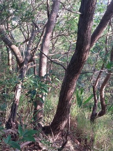 Lophostemon confertus (Brush Box) (alternate view 8)