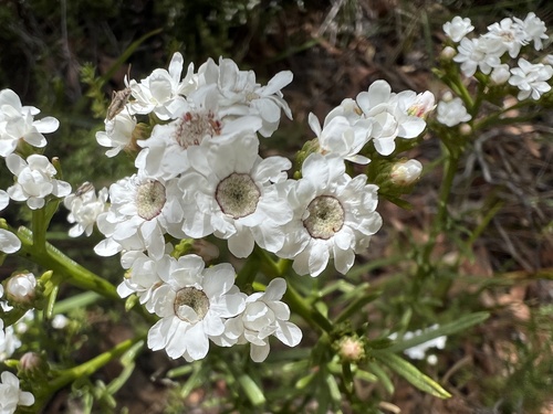 Ixodia achillaeoides (sand ixodia) (alternate view 4)