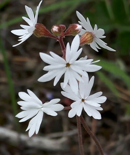 Lithophragma parviflorum (smallflower woodland star) (alternate view 4)