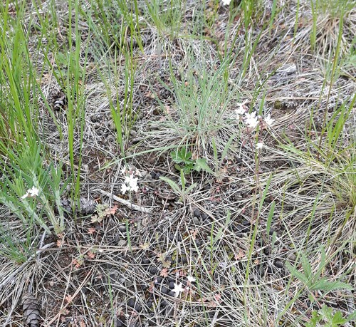 Lithophragma parviflorum (smallflower woodland star) (alternate view 5)