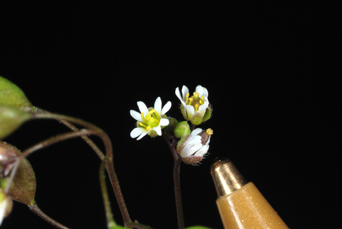 Draba verna (Common Whitlowgrass)
