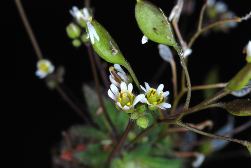 Draba verna (Common Whitlowgrass)